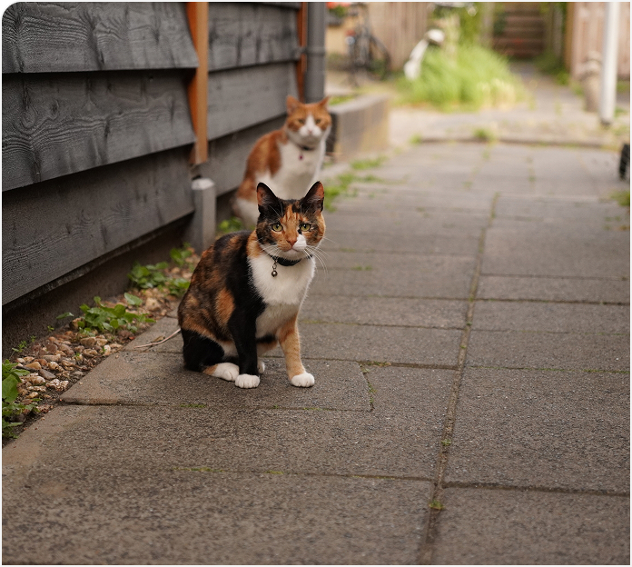 Een van mijn katten